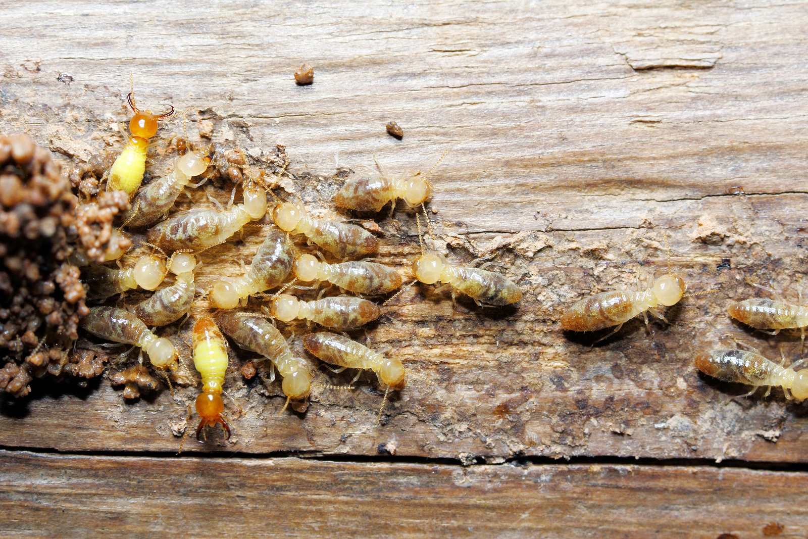 The Value Of A Termite Inspection For Your Long Island Home