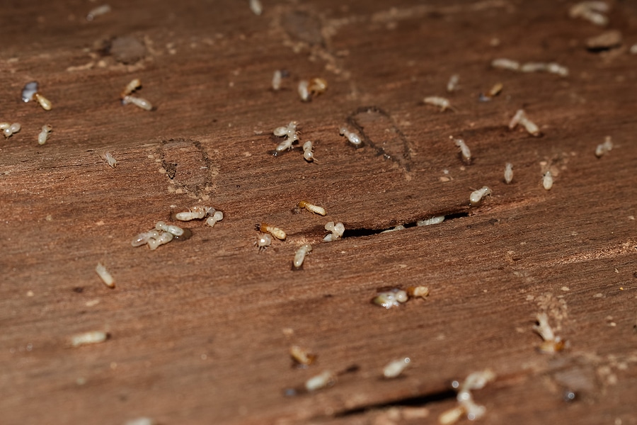 What Is a WDI Home Inspection and When Is It Required?
